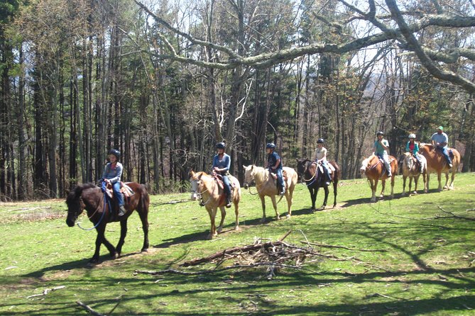 Guided Horseback Ride through Flame Azalea and Fern Forest - Meeting your horse in the practice ring
