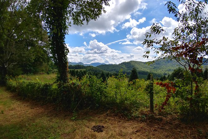 Guided Horseback Ride through Flame Azalea and Fern Forest - Forest scenery, ferns, and flame azalea