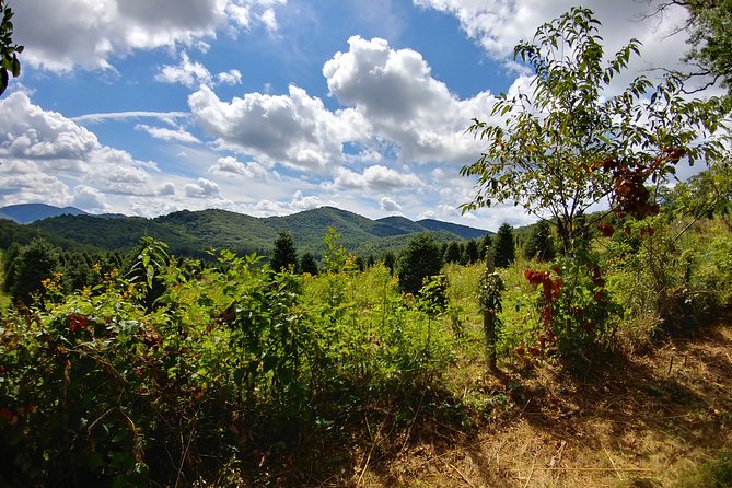 Guided Horseback Ride through Flame Azalea and Fern Forest - Is the experience good value?