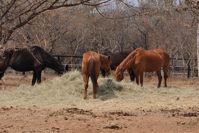 Guided Pony Riding in the Tranquil Surroundings of the Notwane Dam - Extending the route into the Notwane bush