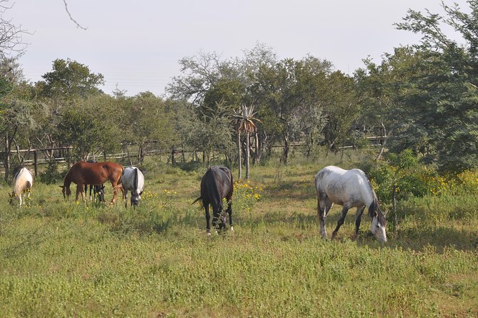 Guided Pony Riding in the Tranquil Surroundings of the Notwane Dam - Zorro’s Restaurant and the family-friendly setting