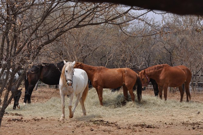 Guided Pony Riding in the Tranquil Surroundings of the Notwane Dam - Who will enjoy this ride most?