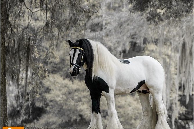 Gypsy Gold Horse Farm Tour - Key points to know before you book