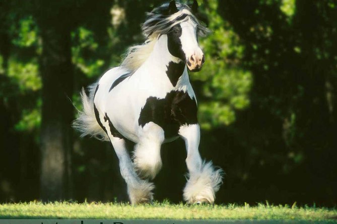 Gypsy Gold Horse Farm Tour - Why this farm tour is different