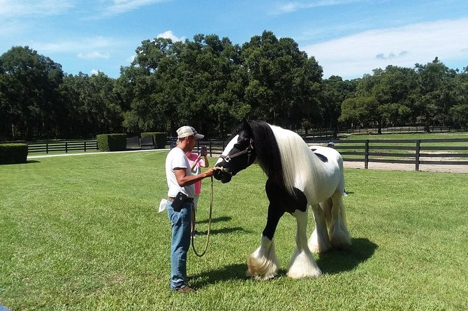 Gypsy Gold Horse Farm Tour - Who will enjoy this experience most?