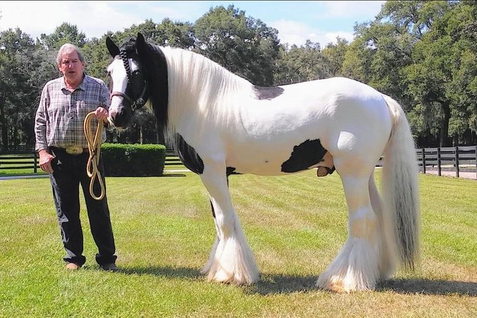 Gypsy Gold Horse Farm Tour - Meeting the Gypsy Vanner stallion