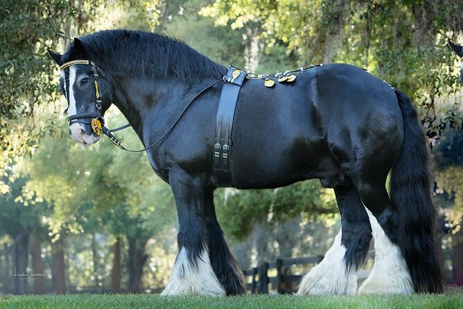 Gypsy Gold Horse Farm Walking Tour - Key points to know before booking