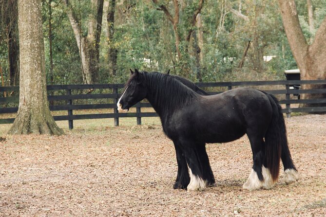 Gypsy Gold Horse Farm Walking Tour - Entering a farm with more than 30 equines