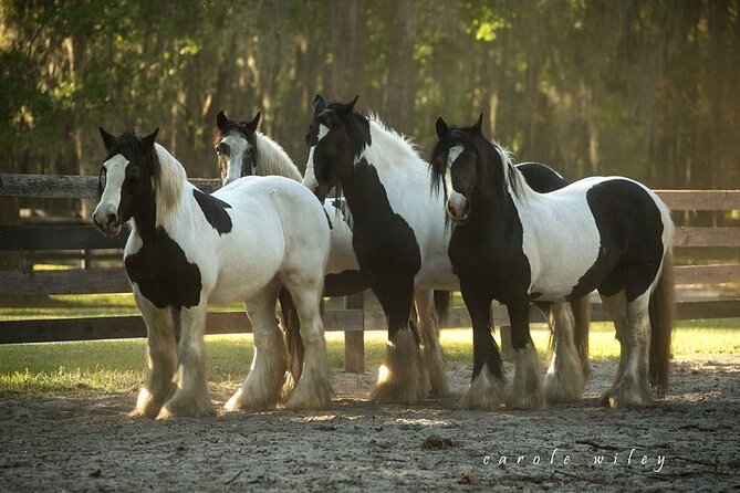 Gypsy Gold Horse Farm Walking Tour - The guide sets the tone