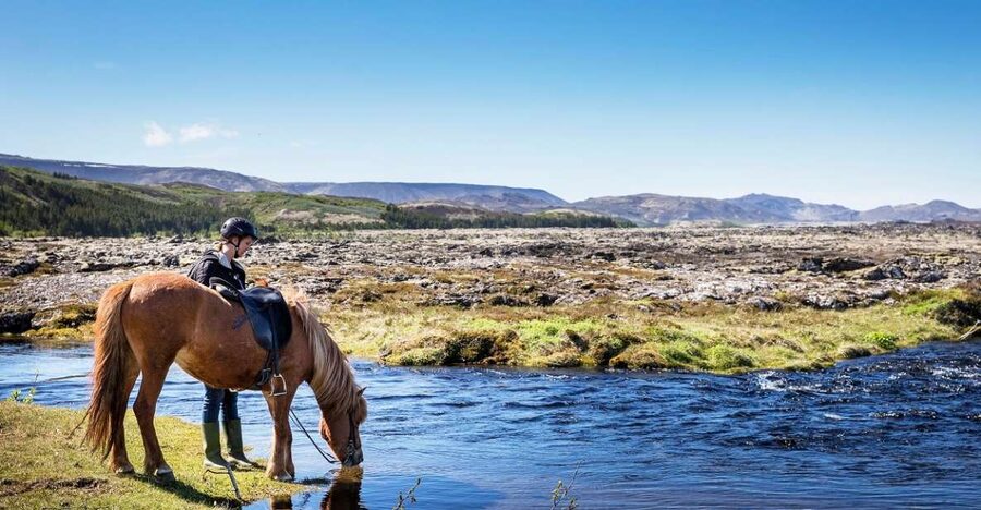 Hafnarfjörður: Horseback Riding Tour in Reykjavik Area - Meeting Icelandic horses at Íshestar