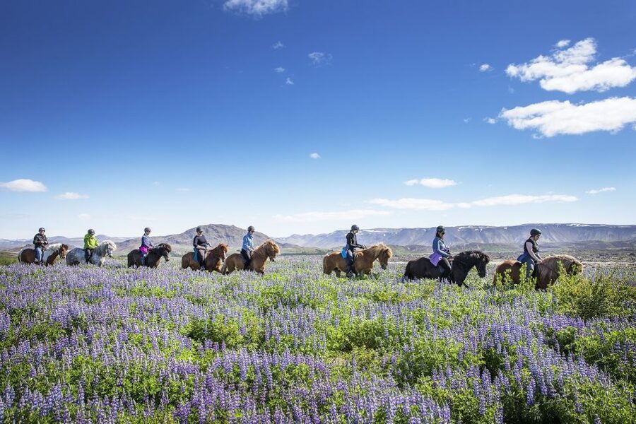 Hafnarfjörður: Horseback Riding Tour in Reykjavik Area - What the 50-minute route is really like