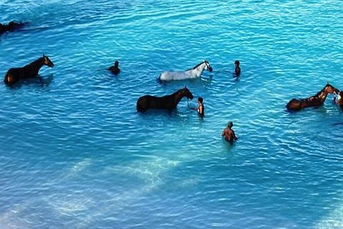 Half-Day Beach Horse Back Riding in Puerto Plata - The Possible Horse Swim