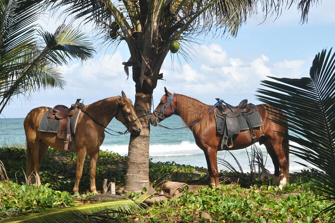 Half Day Buggies and Horseback Experience in Punta Cana - Who will enjoy this Punta Cana excursion?
