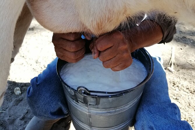 Half Day Excursion - Horseback Riding Adventure in SMA - Three hours through rugged country