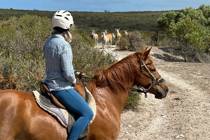 Half day Horse back safari - A Horse Safari Within Reach of Cape Town