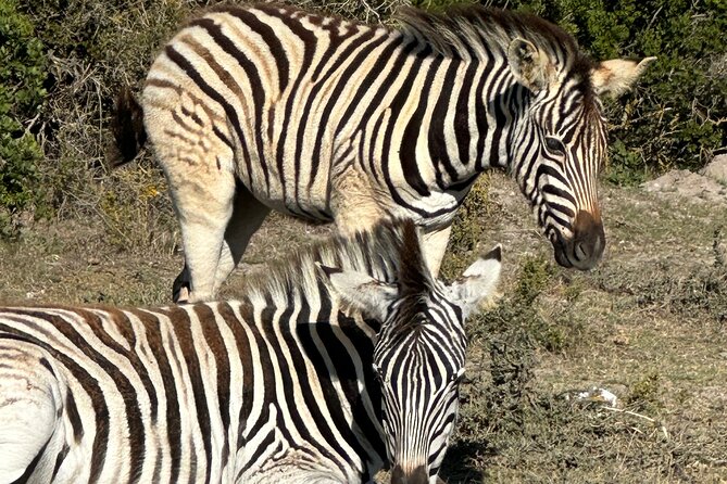 Half day Horse back safari - Starting at Rondeberg Farms