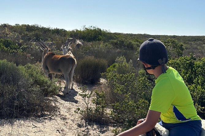 Half day Horse back safari - !Khwa ttu and San Heritage