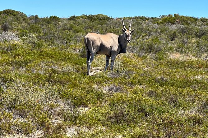 Half day Horse back safari - How the Price Compares With the Experience