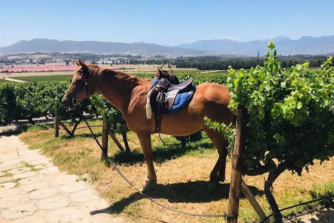 Half Day Horseback Wine Tour - Lunch beneath the old oaks