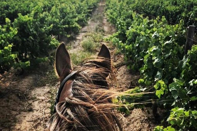 Half Day Horseback Wine Tour - Wine tasting and the question of value