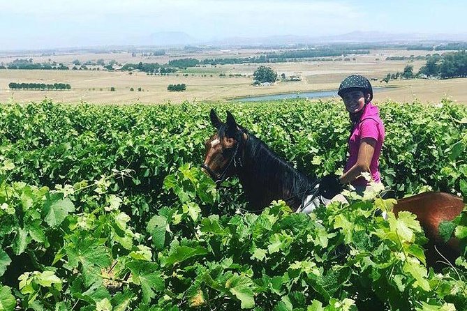 Half Day Horseback Wine Tour - Weather, cancellation, and transport details