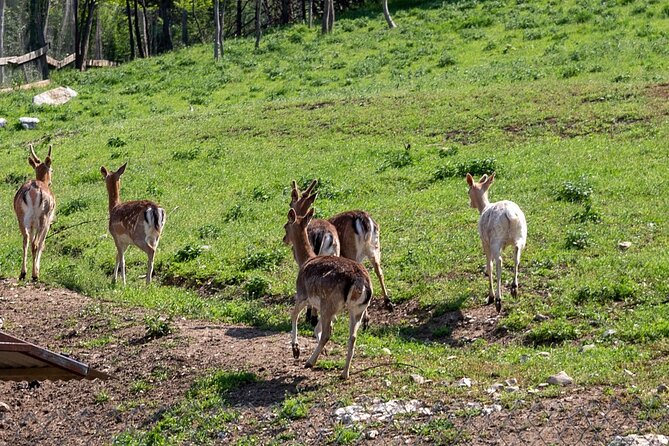 Half-Day of Horseback Adventure with Wine Tasting - From Plovdiv to Yustina Vineyard Park at 9:00 am