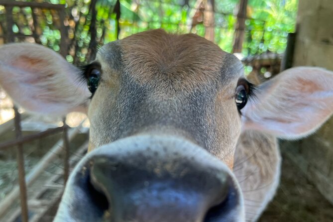Half Day Safari and ATV or horses from Punta Cana - How the guides shape the day