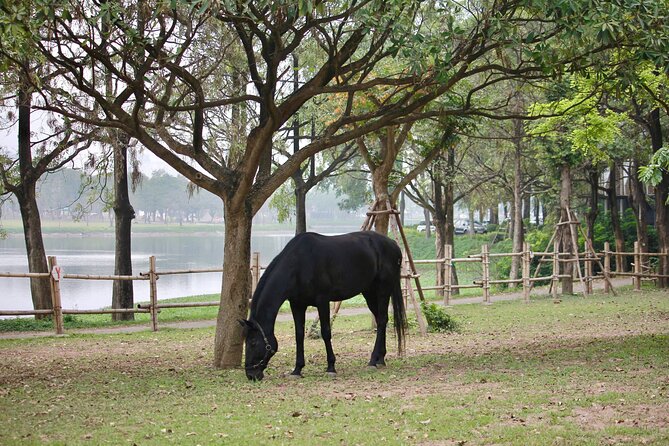 Hanoi Horseback Riding Club & Tours - Exclusive Experience - Safety, comfort, and practical details