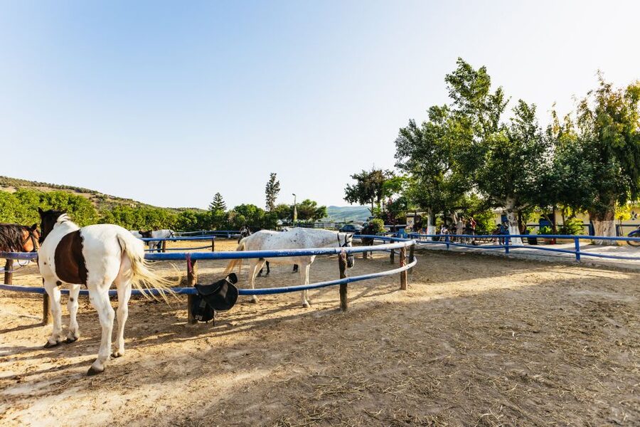 Heraklion: Finikia Horse Riding Tour with Lunch or Dinner - Key points to know before booking