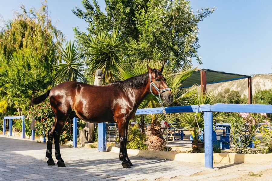 Heraklion: Finikia Horse Riding Tour with Lunch or Dinner - Riding up through the Finikia mountains