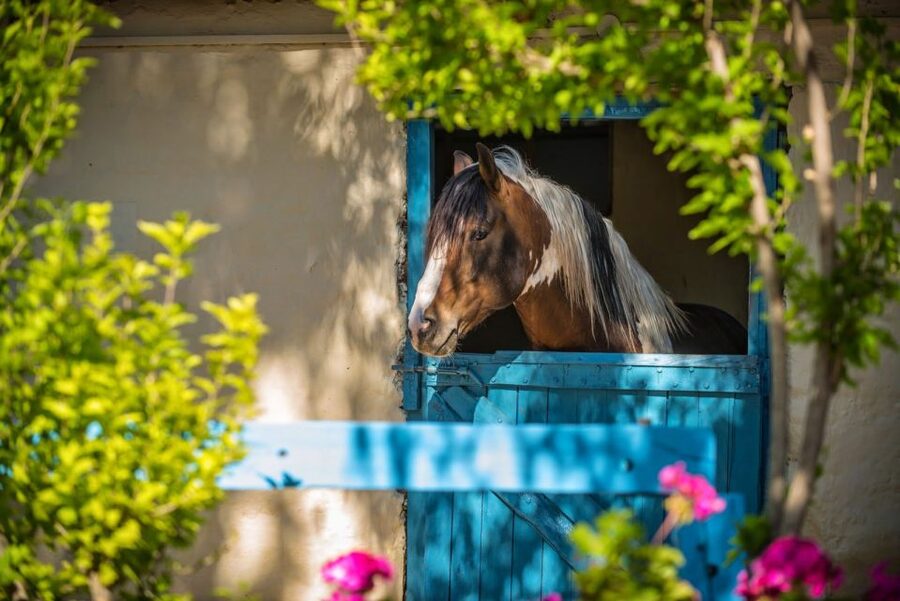Heraklion: Horseriding Day Tour with Lunch and Transfer - Who will enjoy this most