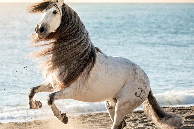 Horse and Flamenco Show in Malaga - Who will enjoy El Ranchito most?