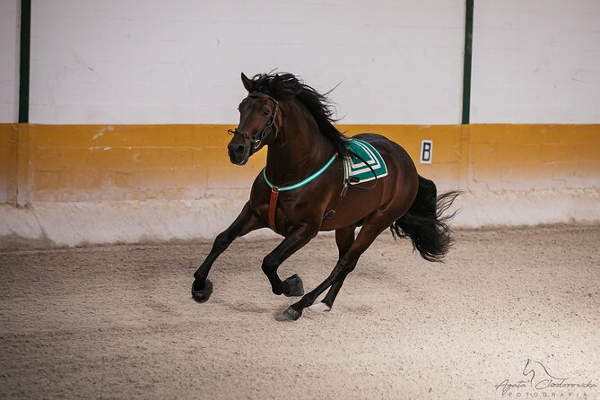 Horse and Flamenco Show in Malaga with Dinner - Ritmo a Caballo and the skill of Andalusian horses