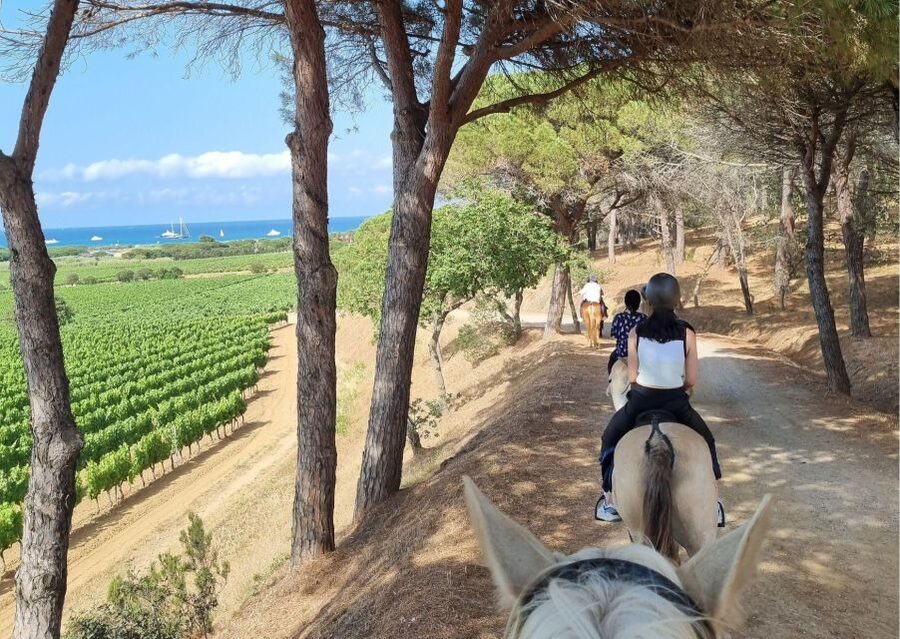 Horse back riding + wine tasting in Ramatuelle - The one-hour ride through the vineyard area