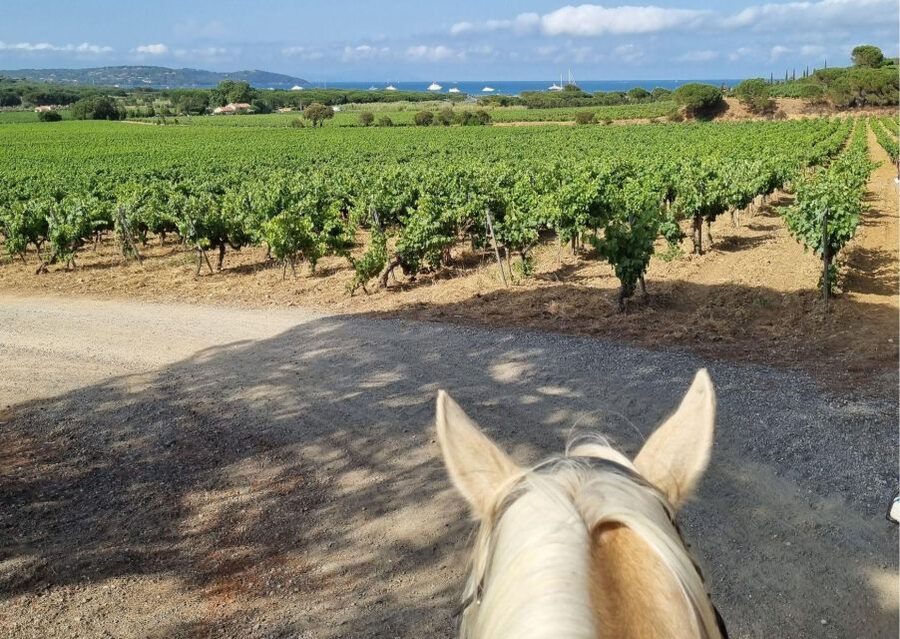 Horse back riding + wine tasting in Ramatuelle - The 30-minute Domaine des Tournels wine tasting