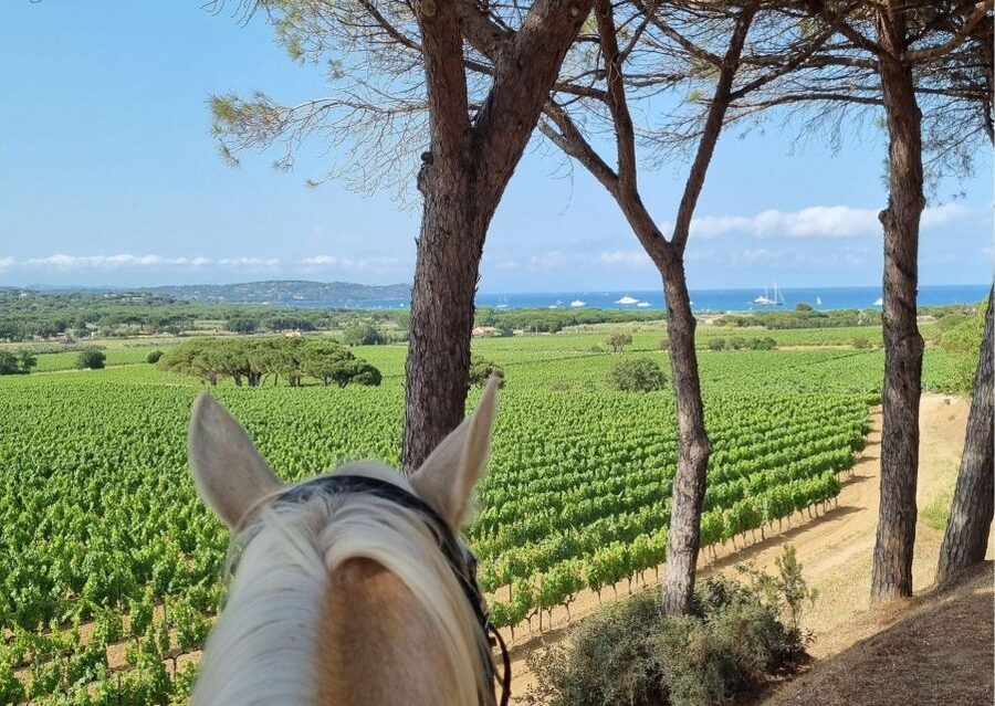 Horse back riding + wine tasting in Ramatuelle - Should you book the Ramatuelle horse ride and tasting?