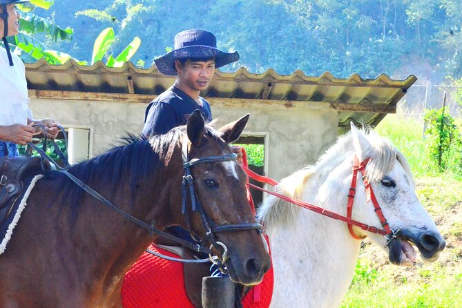Horse Lesson+Riding+Wat Tonkwen wooden temple.Chiangmai - A morning split between horses and a wooden temple