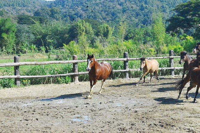 Horse Lesson+Riding+Wat Tonkwen wooden temple.Chiangmai - The lunch question and what the $100.52 price covers