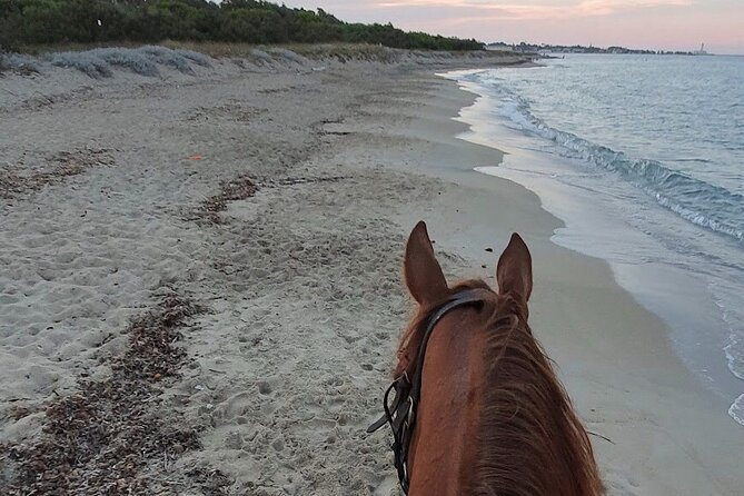 Horse ride in a Salento Nature Reserve with transfer from Lecce - Who will enjoy this coastal horseback ride