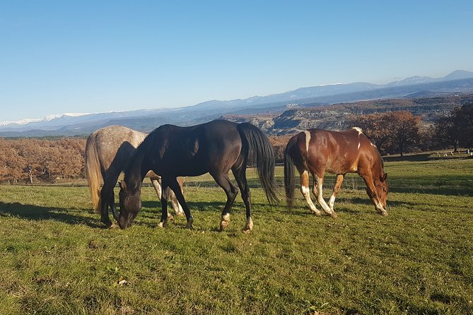 Horse ride in Haute Provence Luberon and Forcalquier - What makes Jules part of the value