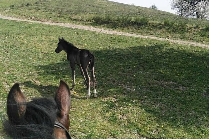 Horse ride in the Mugello (transfer from / to Florence) and Tuscan aperitif - Practical details before you book