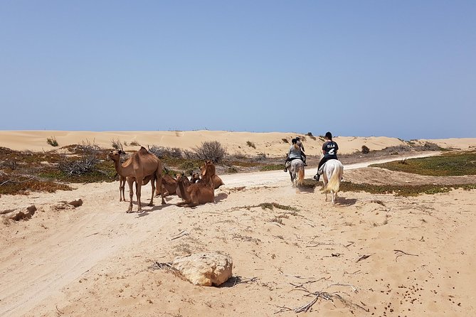 Horse Ride on the Beach in Essaouira - Leaving the medina for the stables