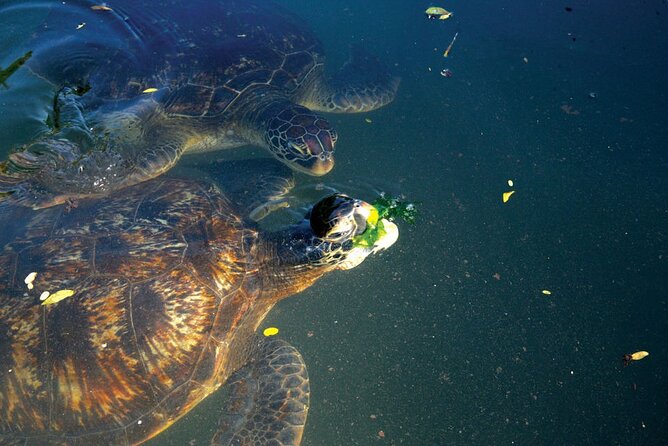 Horse Ride + Swimming with Turtles in Aquarium at Nungwi Beach - Three hours with turtles at Nungwi Mnarani Aquarium