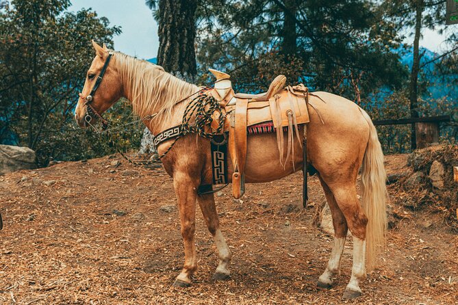 Horse Ride with Mountain Views - Leaving Izmir for the forest
