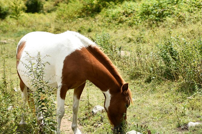 Horse Ride with Mountain Views - Mountain views instead of city crowds