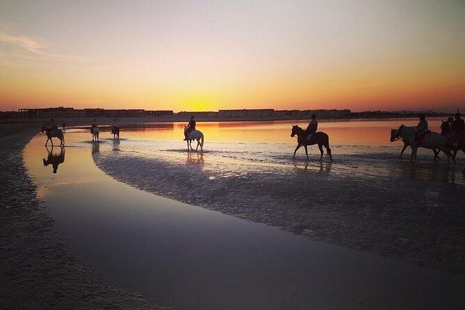 Horse Riding 3 Hours Desert Beach Swimming by horse in Hurghada - Meeting your horse before the ride