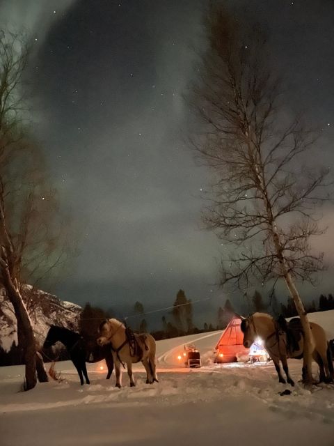 Horse riding and dining experience - Key points at a glance