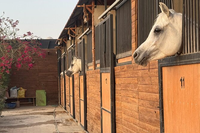 Horse Riding Experience in Riyadh | Tanomah | Jeddah | Al Ula - What the first few minutes are like