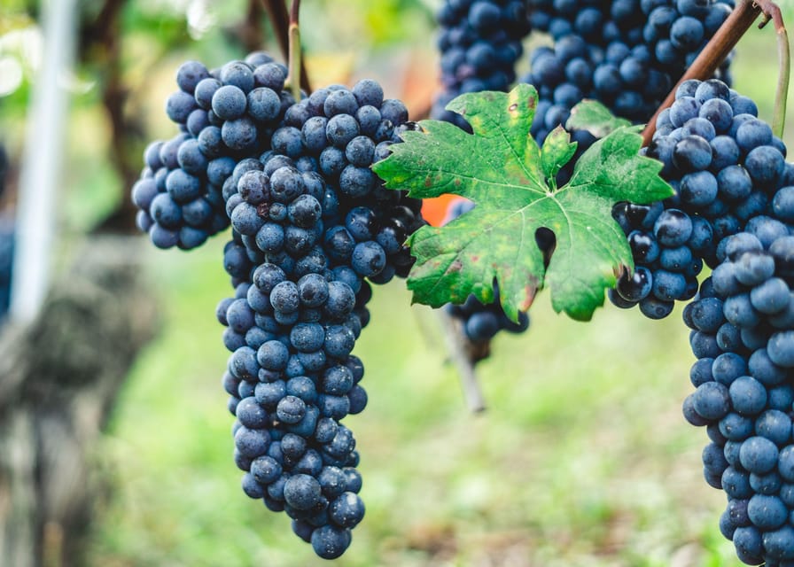 Horse Riding Experience on Vesuvius w/ Wine Tasting - A vineyard ride rather than a full horse trek