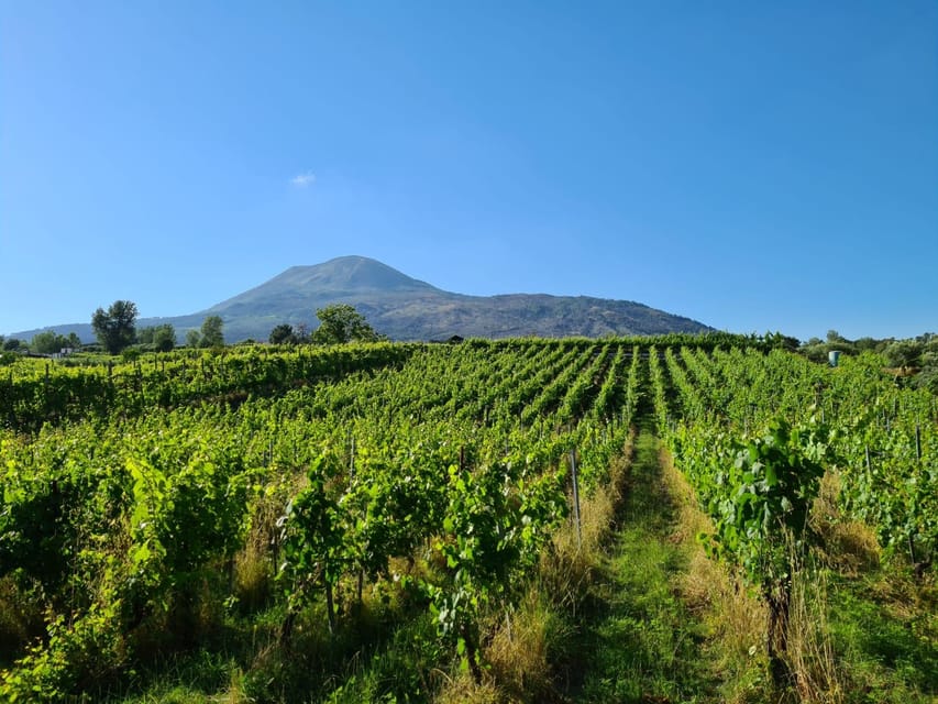 Horse Riding Experience on Vesuvius w/ Wine Tasting - From the stables to four Vesuvius wines